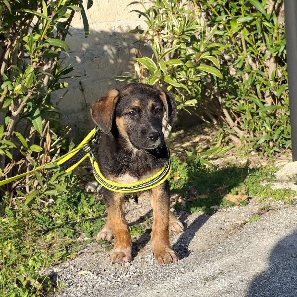 BOLT simil pastorino in adozione Foto 5